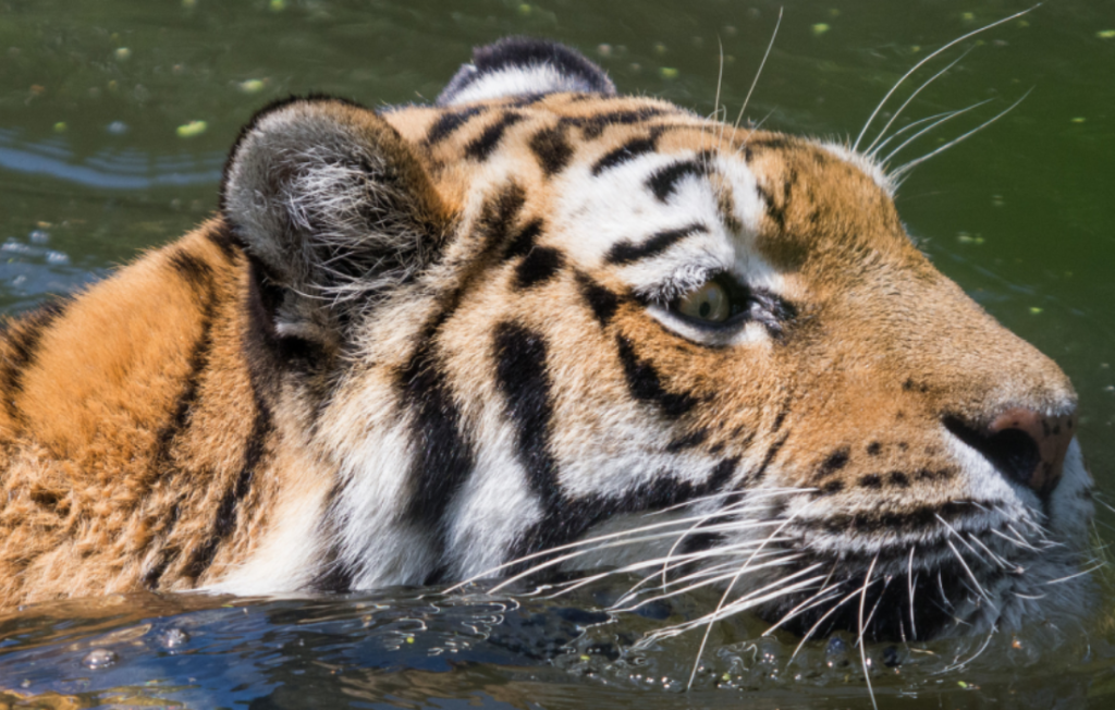 Protecting tigers from Asia’s infrastructure development boom
