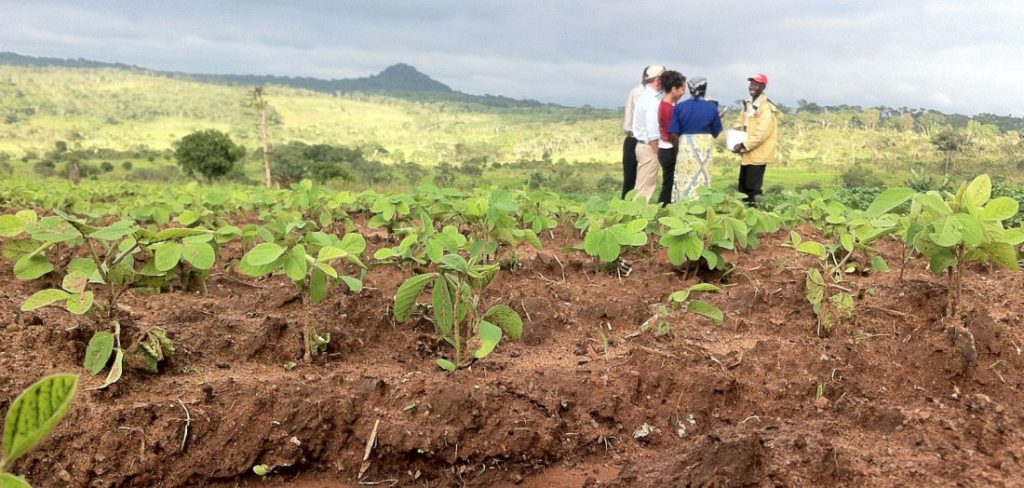 Multi-stakeholder initiatives: lessons from agriculture