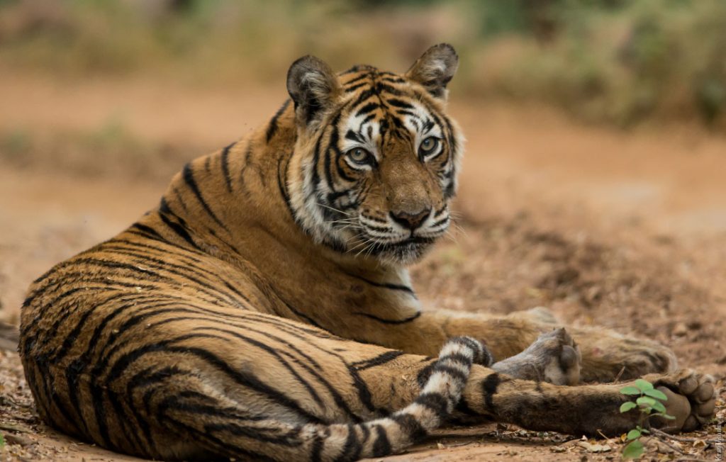 Protecting tigers from Asia’s infrastructure development boom