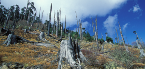 The planet’s health is essential to prevent infectious disease