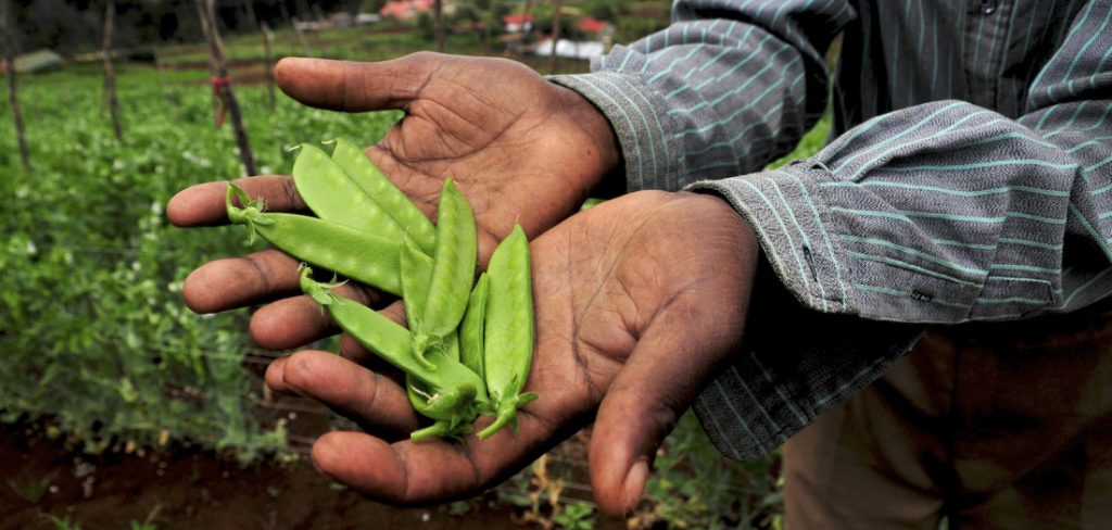 The role of multi-stakeholder initiatives in promoting the resilience of smallholder agriculture to climate change in Africa