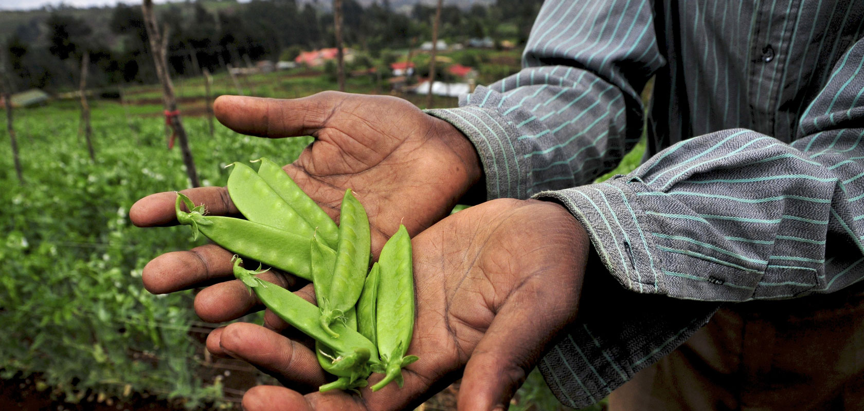 Direct-to-farmer finance innovation spaces playbook