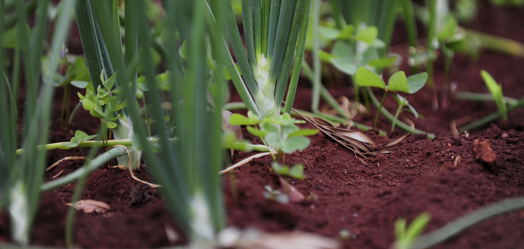 Evaluating the global agriculture and food security program in Rwanda