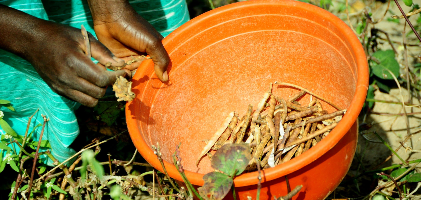 Evaluating two agricultural inventions in Sub-Saharan Africa