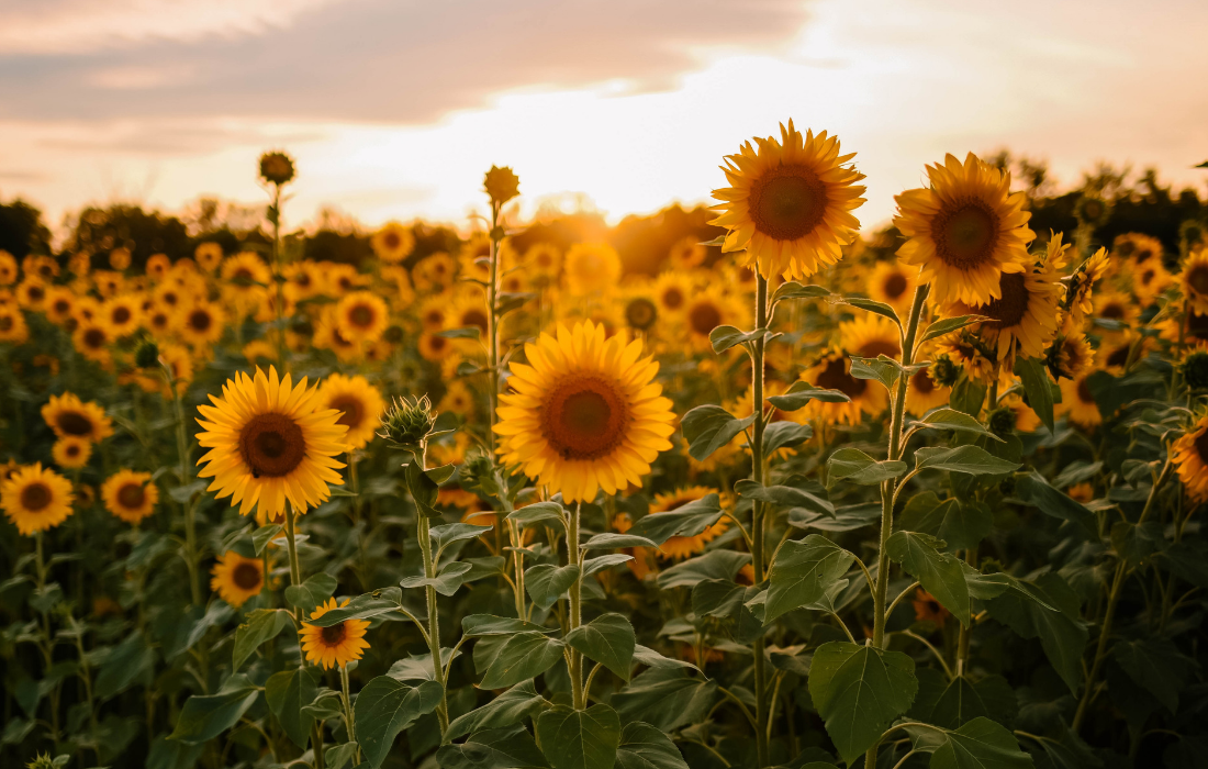 Tanzania’s sunflower sector is paving the way for future ...