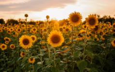 Tanzania’s-Sunflower-Sector-is-Paving-the-Way-or-Future-Industrialization-and-Sustainable-Growth
