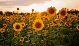 Tanzania’s-Sunflower-Sector-is-Paving-the-Way-or-Future-Industrialization-and-Sustainable-Growth