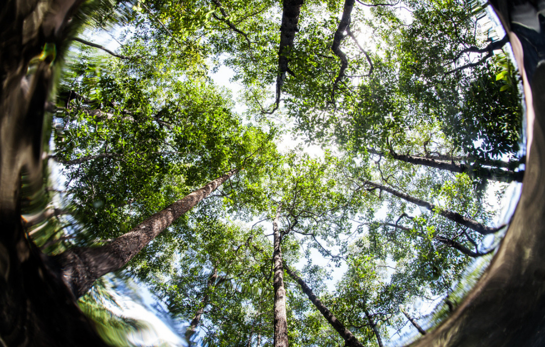 Debt-for-Nature Swaps: a possible solution to a “green and just recovery” from Covid-19