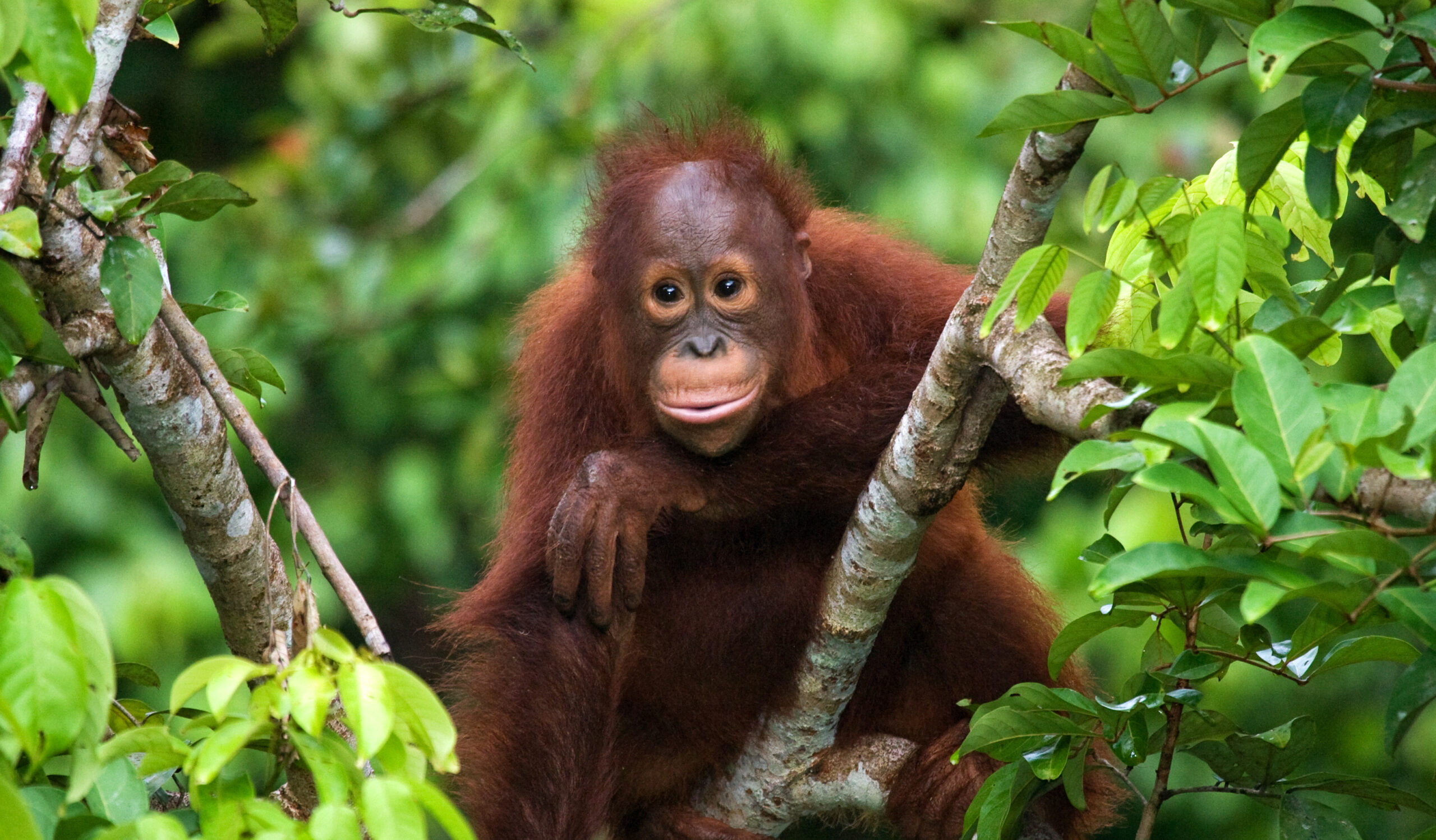 The Opportunity to Reverse Devastating Biodiversity Loss through a Nature-Positive Economy