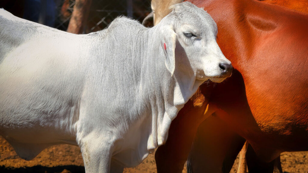 International Livestock Research Institute