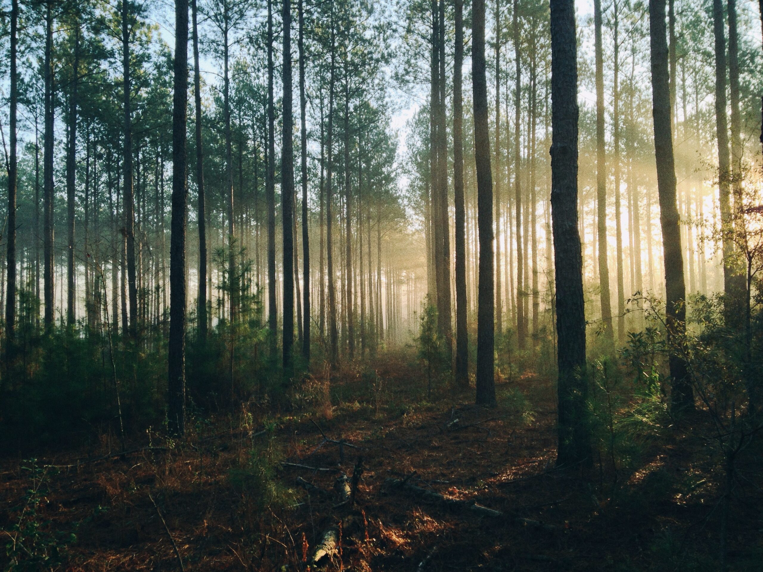 The Growing Role of Forest Products in Climate Change Mitigation