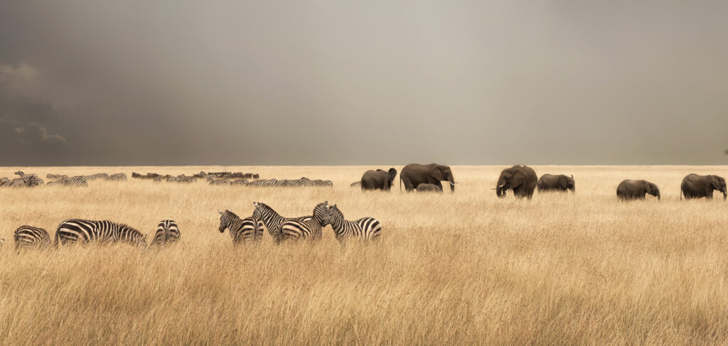 Applying an Investor Lens to Biodiversity Measurement: Design Principles for Framework Developers