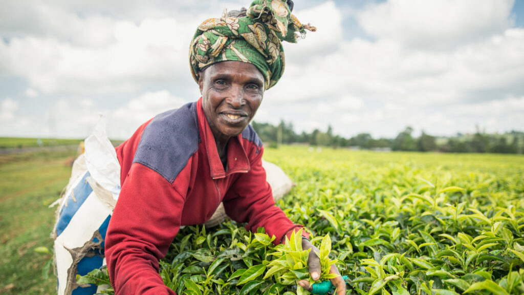Building Stronger Livelihoods for Rural Women: A Multi-Stakeholder Initiative to Strengthen and Scale Rural Co-operatives in Kenya