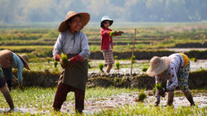 Turning Intent into Impact: How Gender Toolkits Empower Investors, Donors, and Businesses 