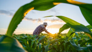 A New Harvest: How Blended Finance is Enabling Sustainable Farming