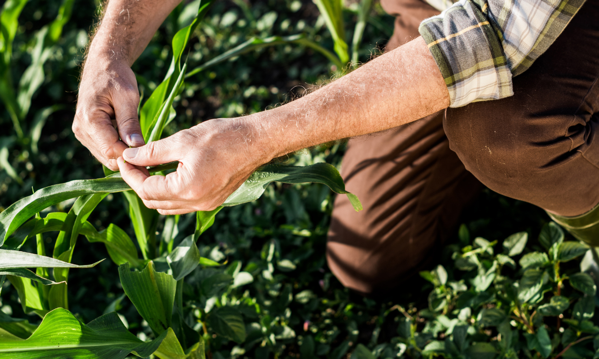 Food is Medicine at Scale: Unlocking Demand, Jobs, and Health Gains