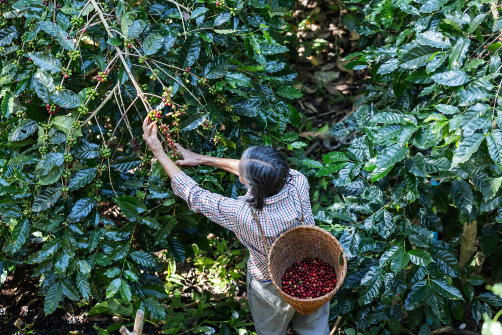 Future-proofing Supply Chains: A New Approach to Farmer Economics  