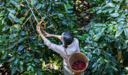 Farmer income