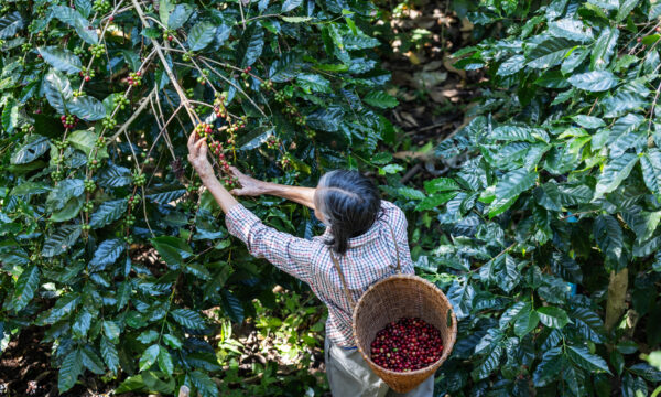 Future-proofing Supply Chains: A New Approach to Farmer Economics  