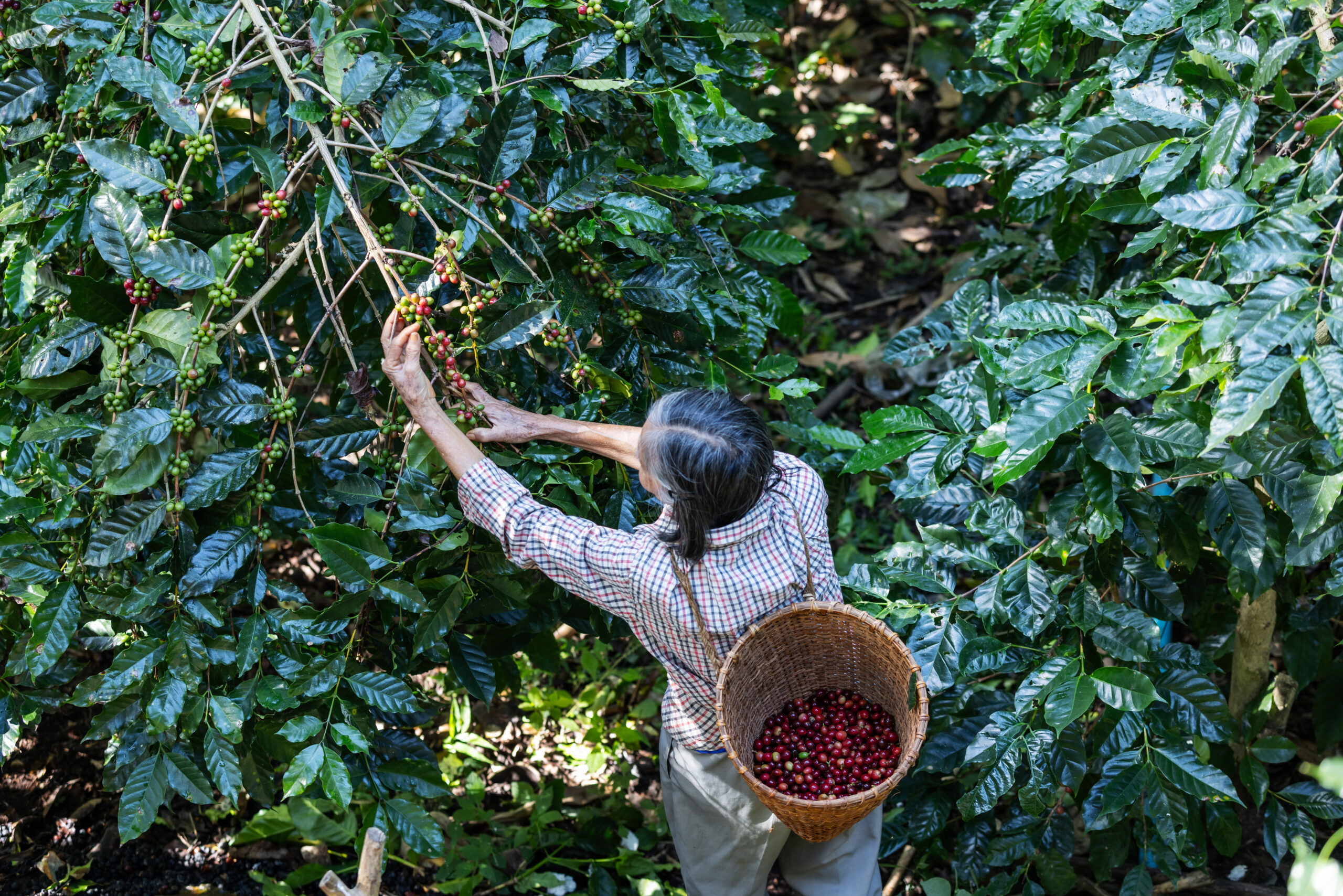 Future-proofing Supply Chains: A New Approach to Farmer Economics  