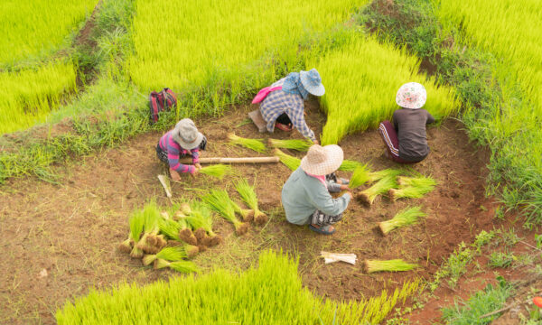 With Risk-Sharing Systems, Transition Finance Can Make Regenerative Agriculture Work for Farmers